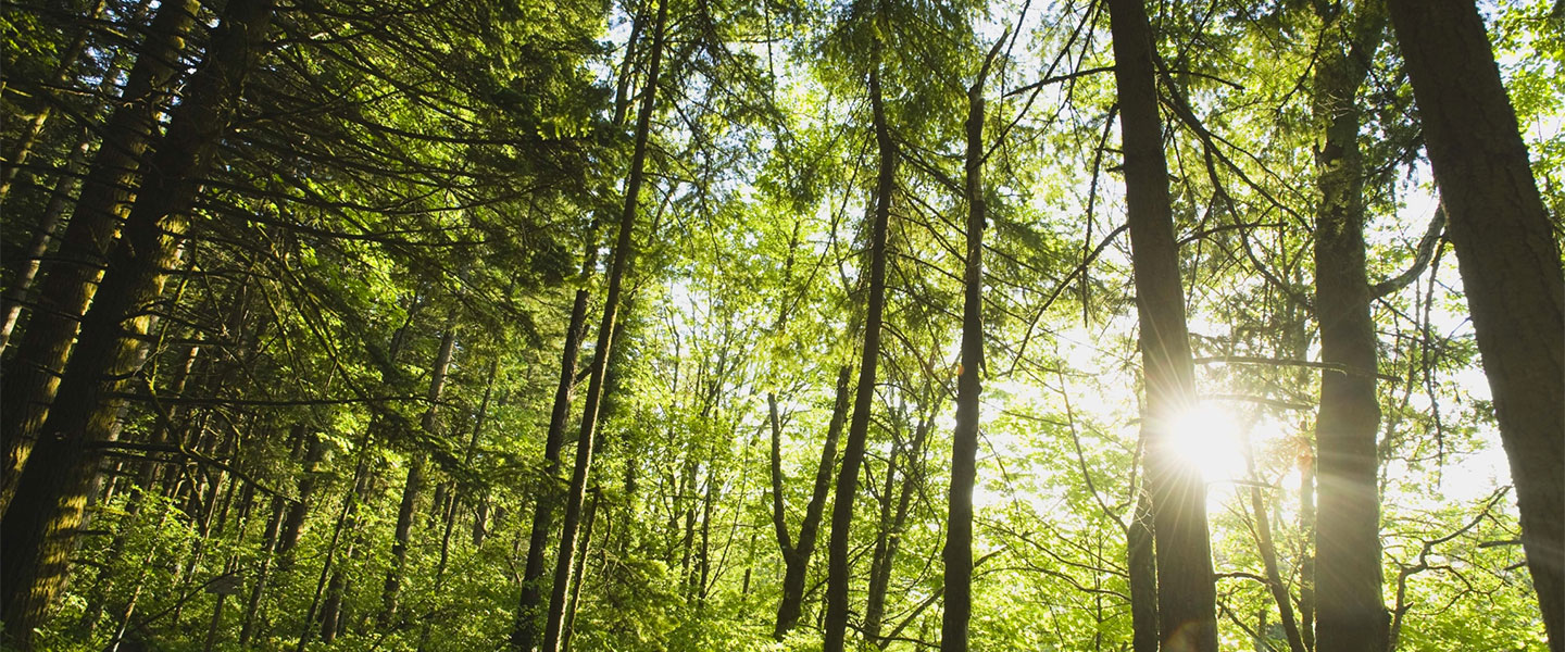 trees banner